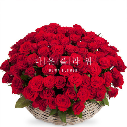 레드볼100