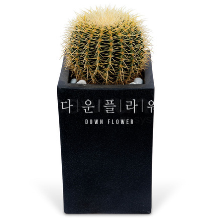 고급선인장