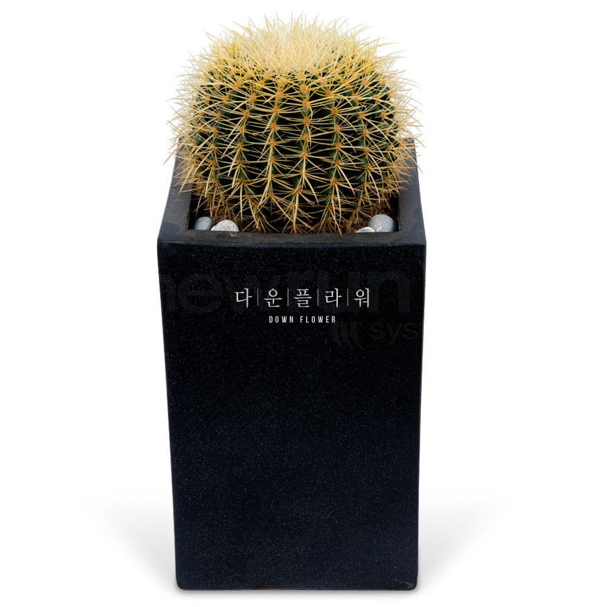 상세이미지