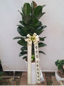 고무나무 160cm(서울경기권만가능)